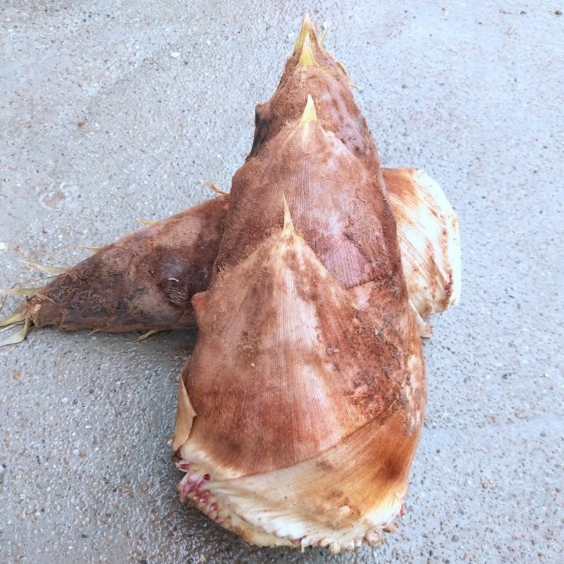 嫩黄新鲜春笋现挖先发大量春笋
