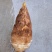 嫩黄新鲜春笋现挖先发大量春笋