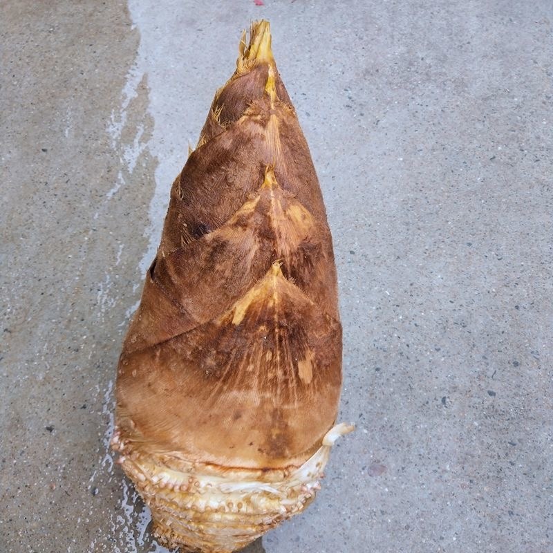 嫩黄新鲜春笋现挖先发大量春笋