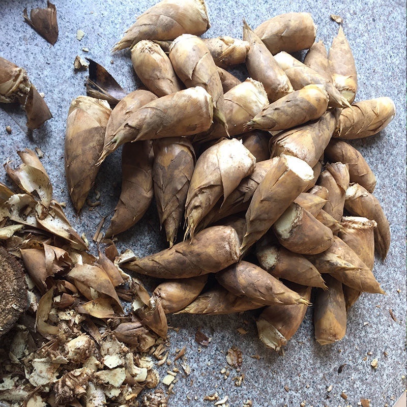 嫩黄新鲜春笋现挖先发大量春笋