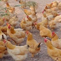 胡须鸡常年有货天龄115天山里放养走地鸡有需要老板可