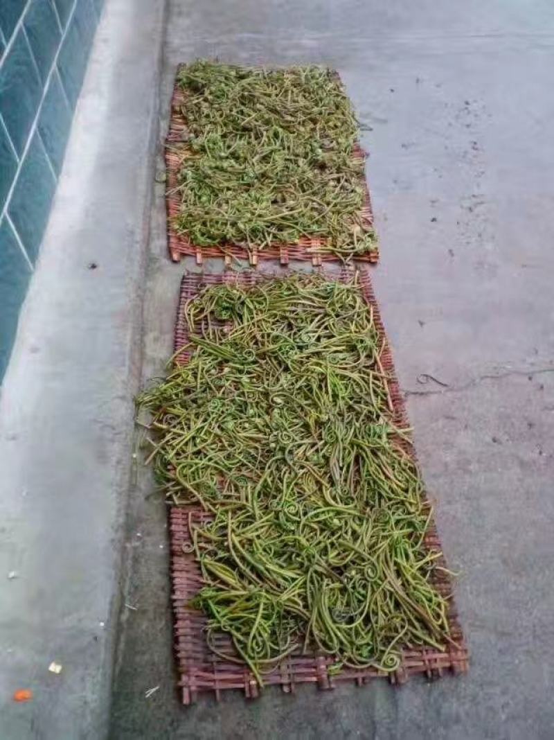 红薇菜全国发货，薇菜干开春新货薇菜，全手工揉搓凉晒