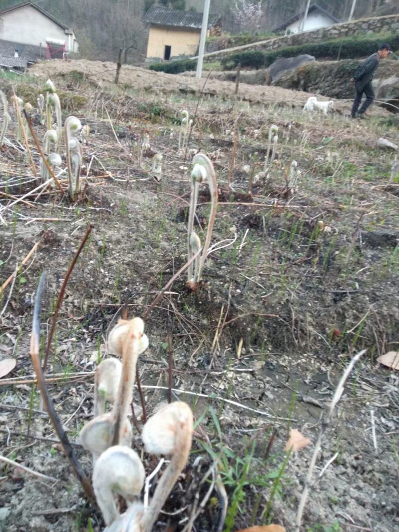 红薇菜全国发货，薇菜干开春新货薇菜，全手工揉搓凉晒