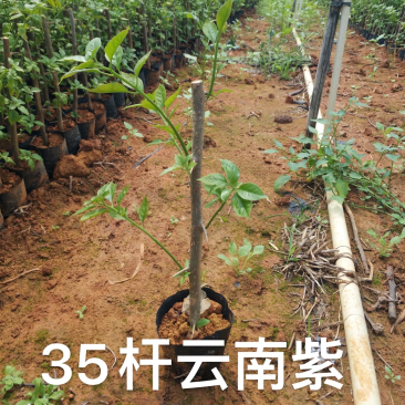 出售云南紫三角梅产地直销量大从优需要联系