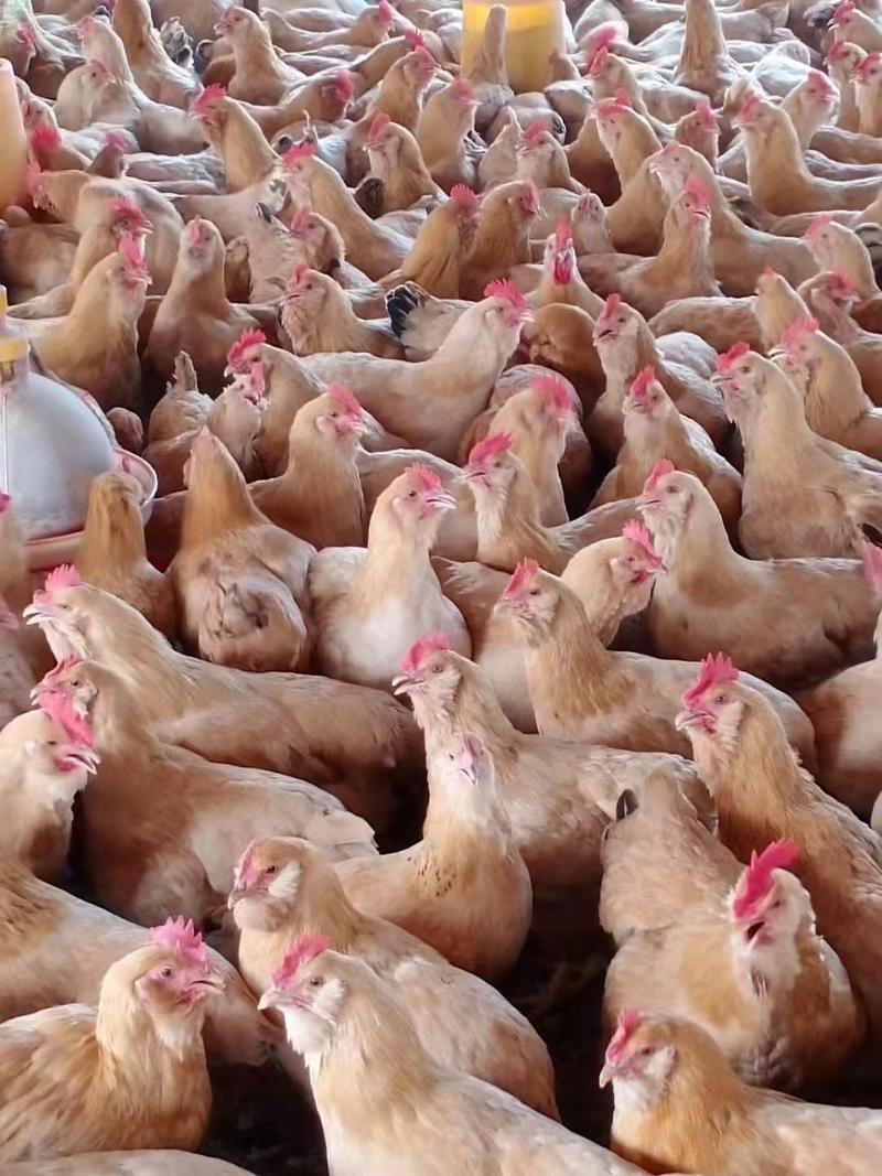 胡须鸡常年有货天龄115天山里放养走地鸡有需要老板可联系
