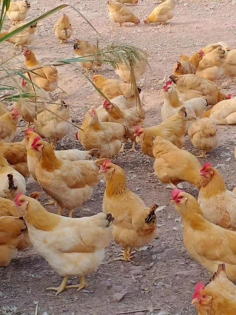 胡须鸡常年有货天龄115天山里放养走地鸡有需要老板可联系