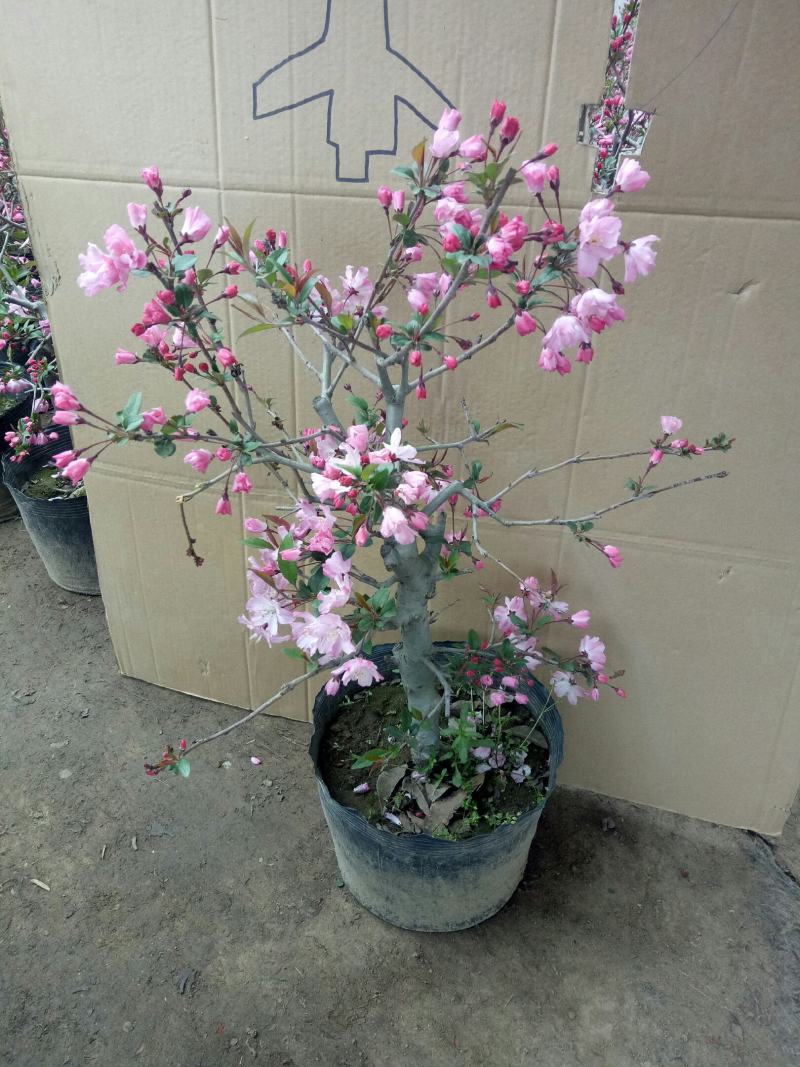 垂丝海棠带花海棠花卉重瓣带花苞盆栽耐寒好养绿植物盆景