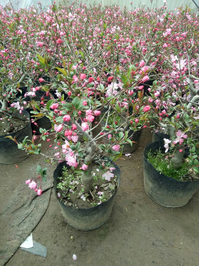 垂丝海棠带花海棠花卉重瓣带花苞盆栽耐寒好养绿植物盆景