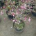 垂丝海棠带花海棠花卉重瓣带花苞盆栽耐寒好养绿植物盆景