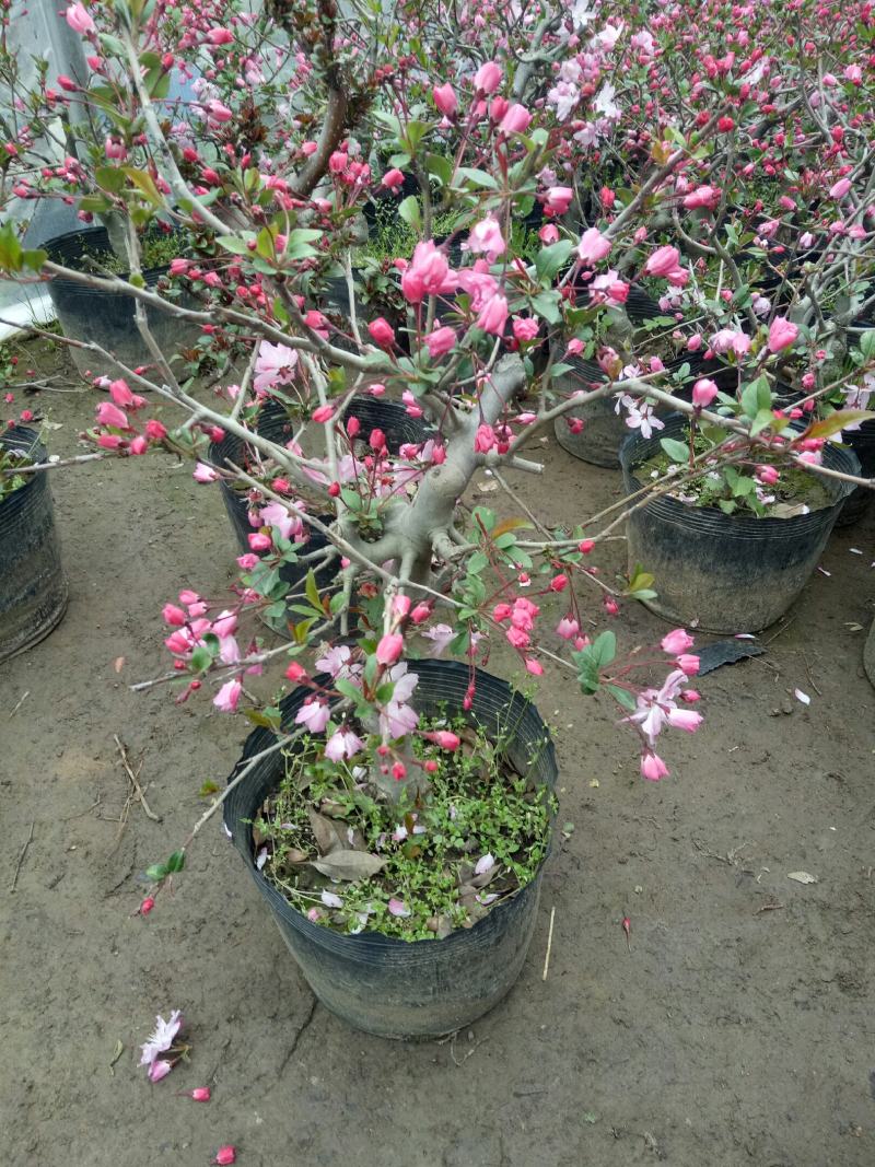 垂丝海棠带花海棠花卉重瓣带花苞盆栽耐寒好养绿植物盆景