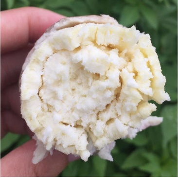沿海地区爆皮王番薯新鲜农家自种现挖板栗红薯粉糯白心地瓜沙