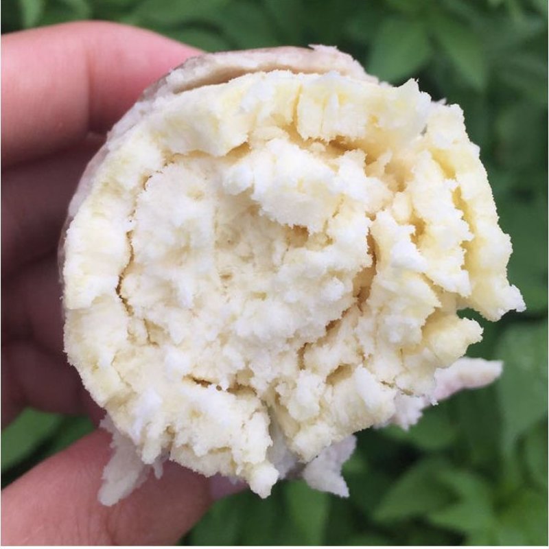 沿海地区爆皮王番薯新鲜农家自种现挖板栗红薯粉糯白心地瓜沙