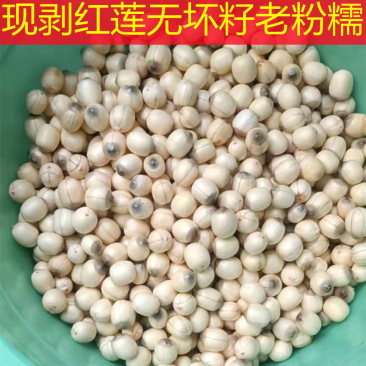 新鲜红莲，手工红莲，现剥莲子米，全国可发