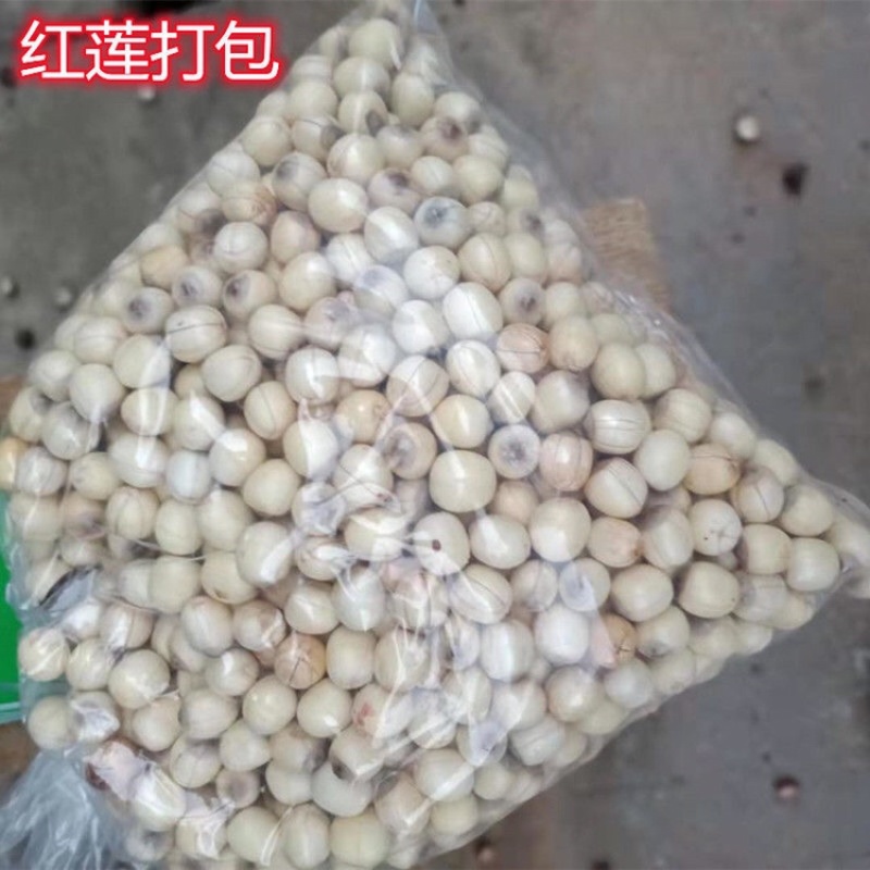 新鲜红莲，手工红莲，现剥莲子米，全国可发