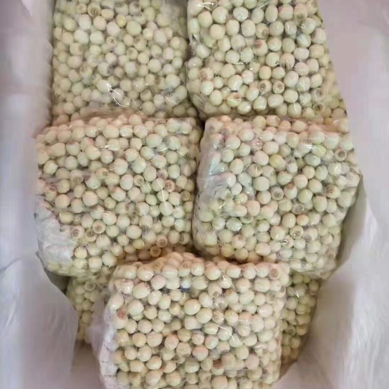 新鲜红莲，手工红莲，现剥莲子米，全国可发