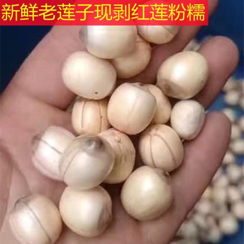 新鲜红莲，手工红莲，现剥莲子米，全国可发