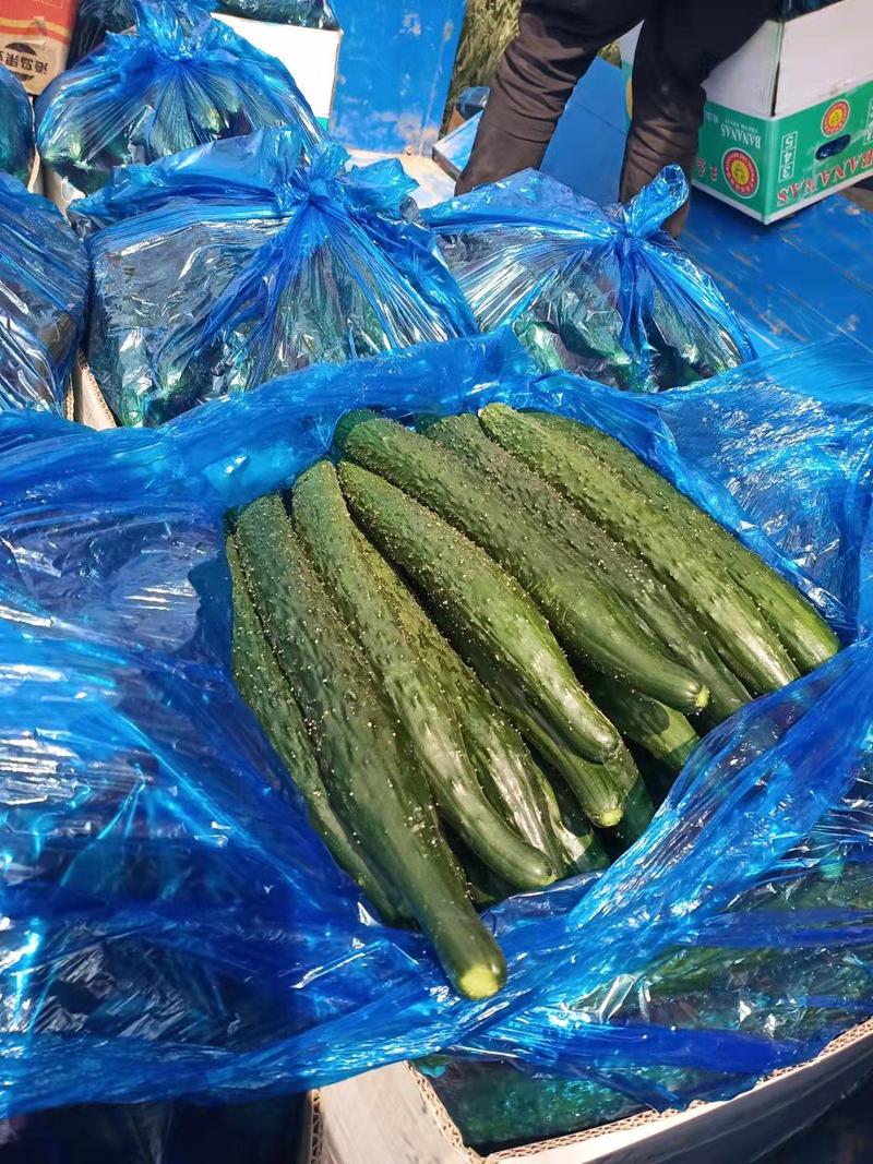 【精品】密刺黄瓜大量上市产地直发质量保证货源充足