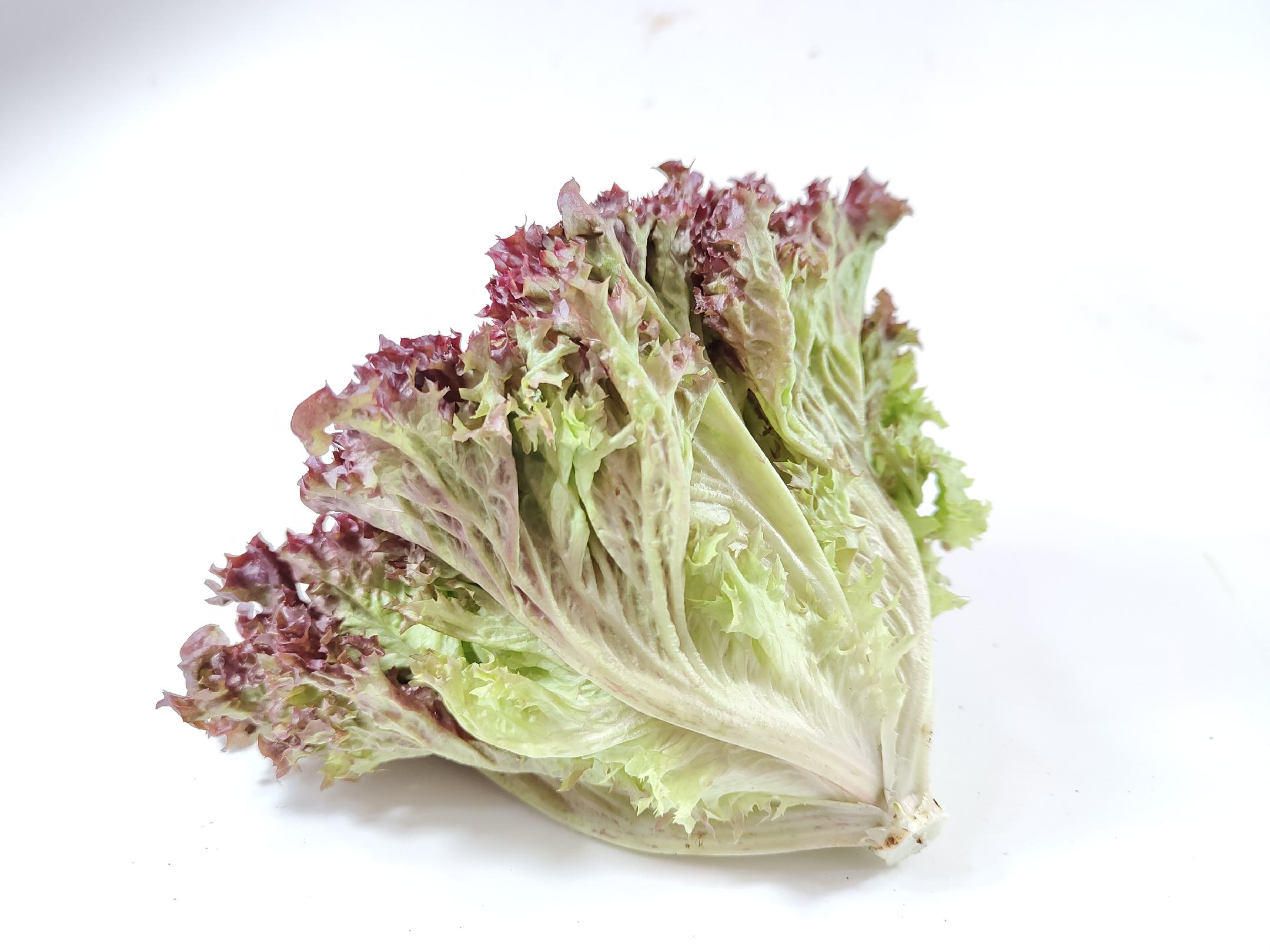 红叶生菜特写
