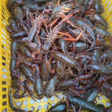 小龙虾，湖北潜江小龙虾，淡水养殖，个头大，肉质鲜美全国发
