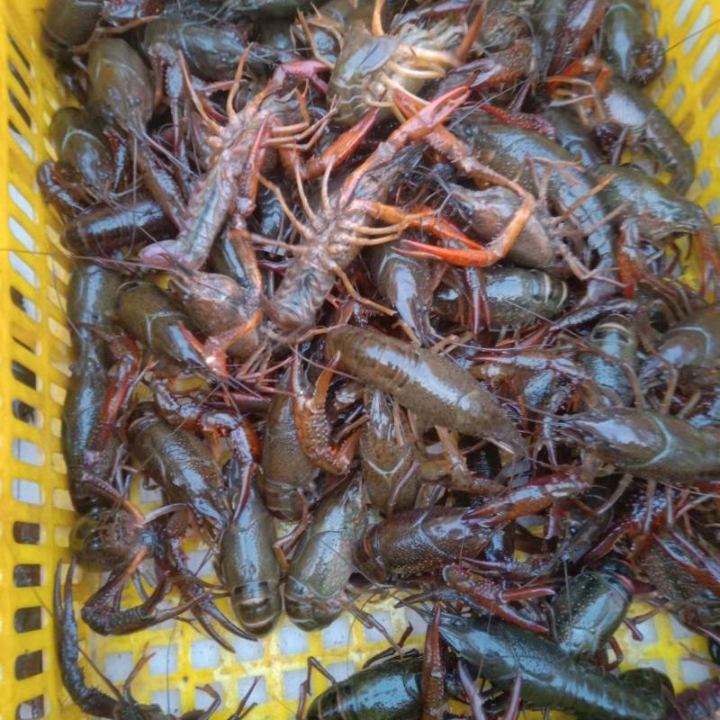 小龙虾，湖北潜江小龙虾，淡水养殖，个头大，肉质鲜美全国发