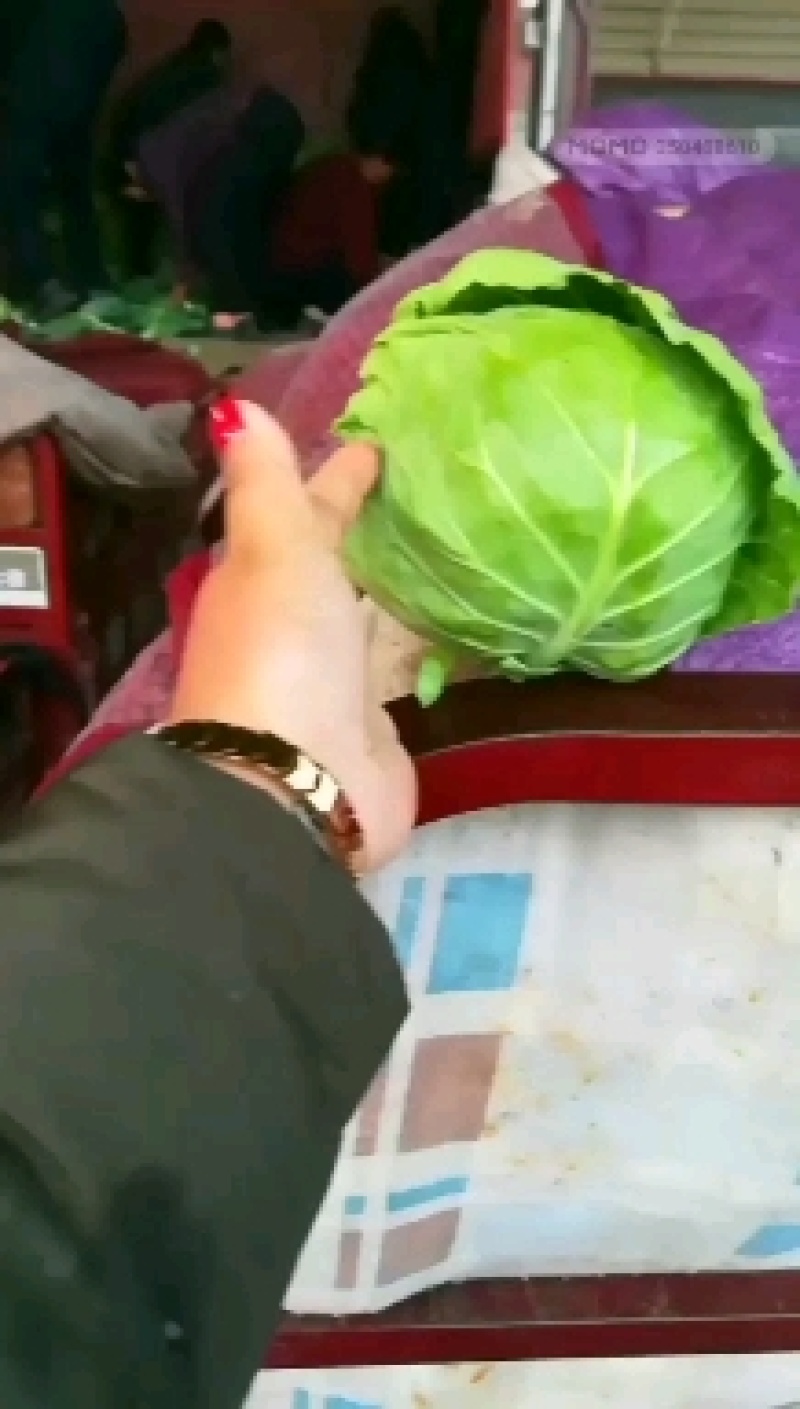 邯郸一级甘蓝