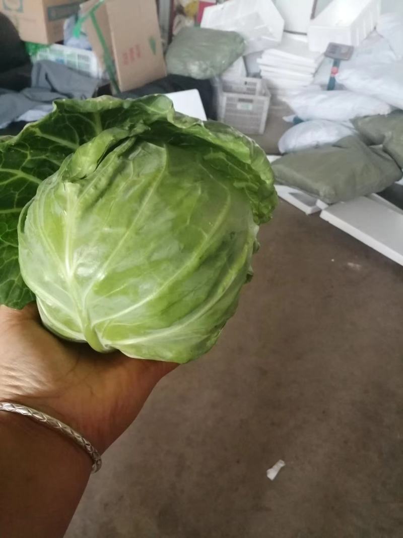 邯郸一级甘蓝