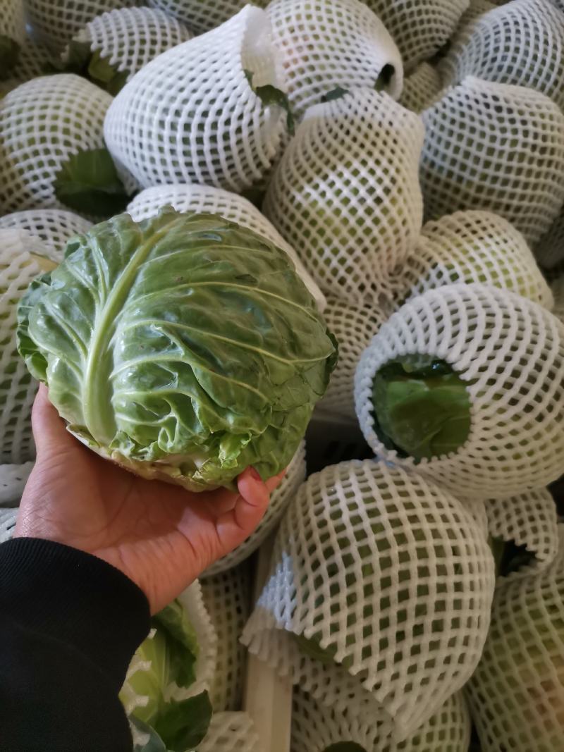 邯郸一级甘蓝