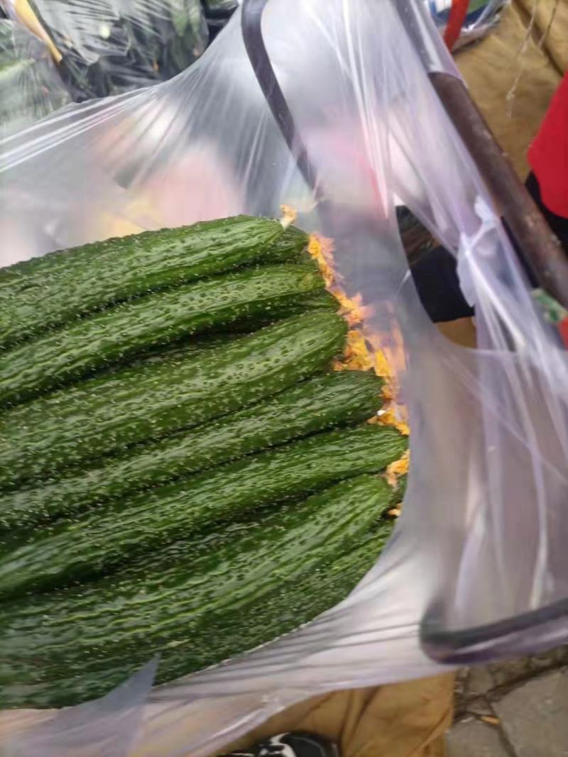 德瑞特721，30-40公分鲜花带刺产地直销直发