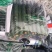 德瑞特721，30-40公分鲜花带刺产地直销直发