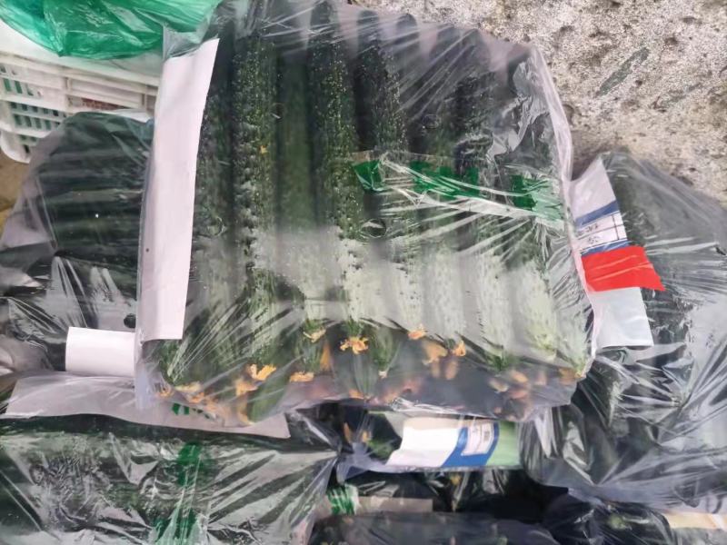 德瑞特721，30-40公分鲜花带刺产地直销直发