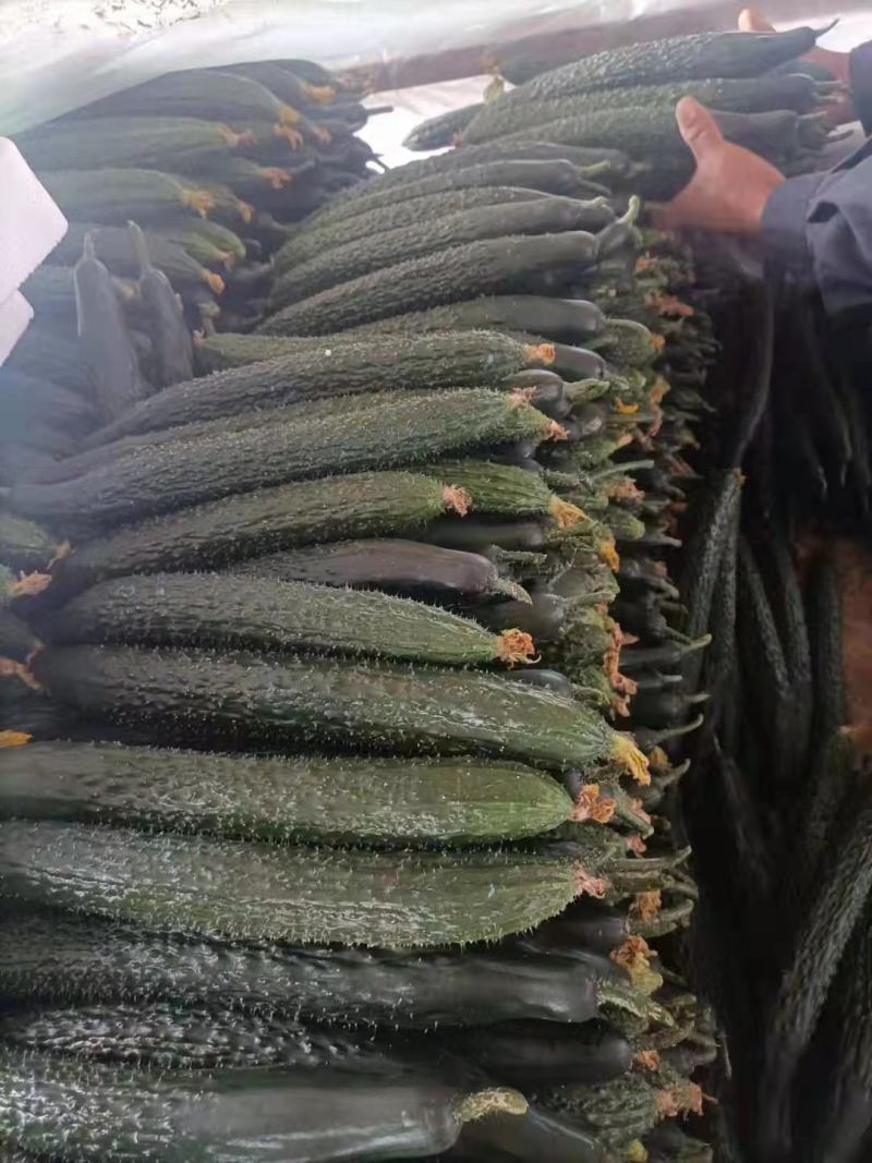 德瑞特721，30-40公分鲜花带刺产地直销直发