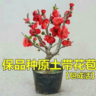 海棠花卉重瓣带花苞盆栽耐寒好养四季开花室内外绿植物盆景