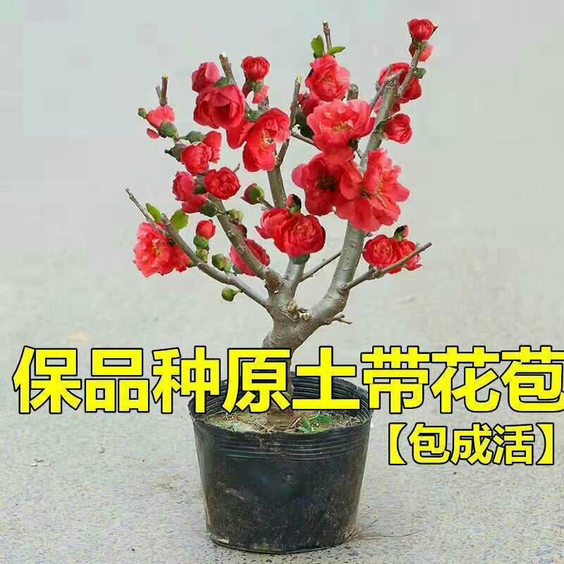 海棠花卉重瓣带花苞盆栽耐寒好养四季开花室内外绿植物盆景