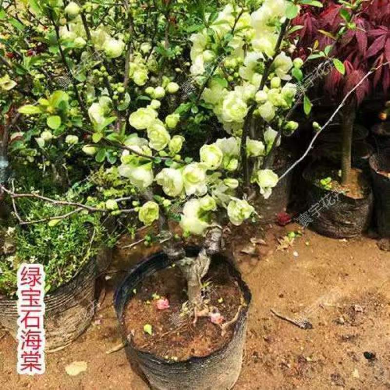 海棠花卉重瓣带花苞盆栽耐寒好养四季开花室内外绿植物盆景