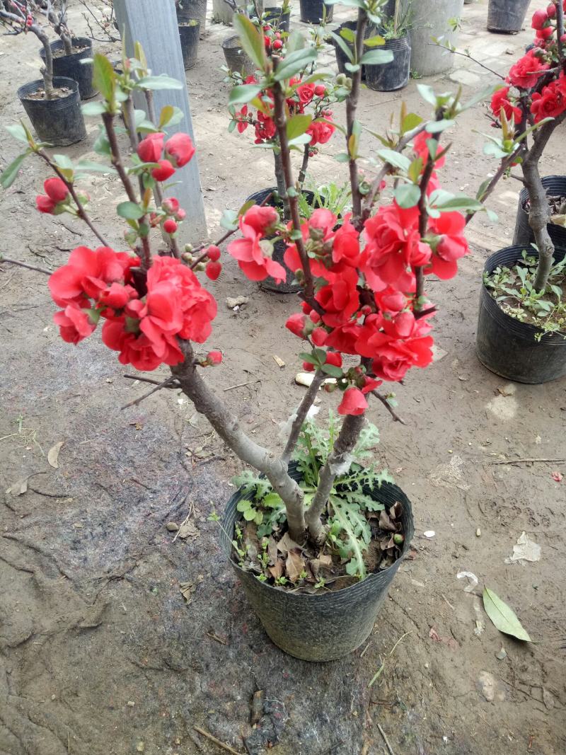海棠花卉重瓣带花苞盆栽耐寒好养四季开花室内外绿植物盆景