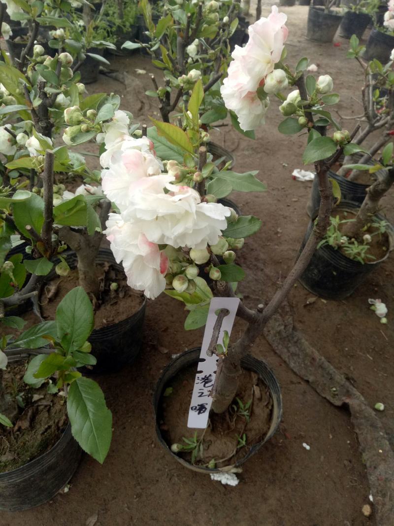 海棠花卉重瓣带花苞盆栽耐寒好养四季开花室内外绿植物盆景