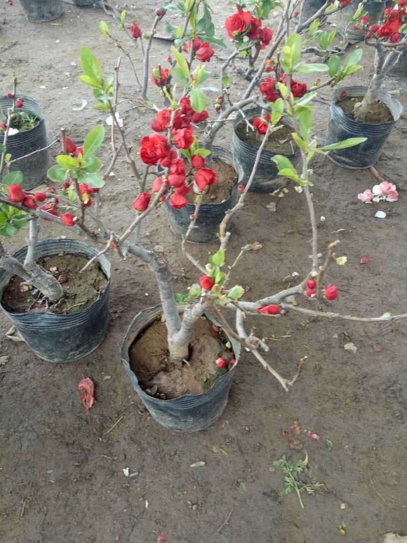 海棠花卉重瓣带花苞盆栽耐寒好养四季开花室内外绿植物盆景