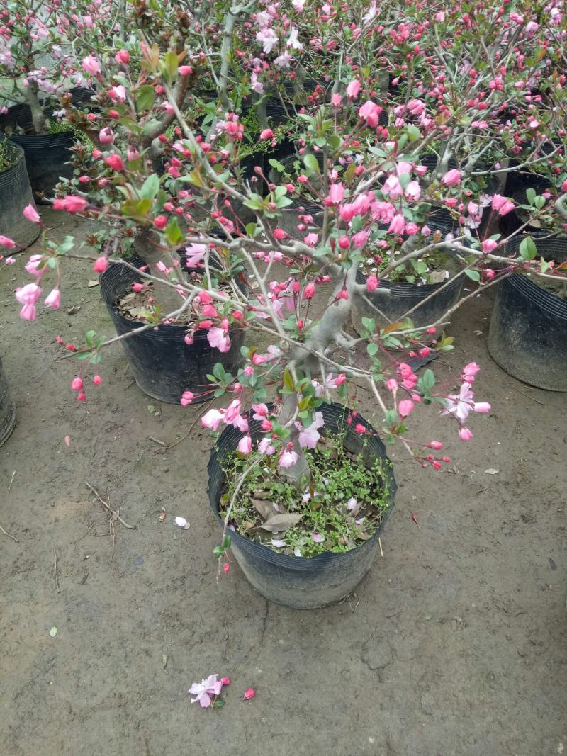 海棠花卉重瓣带花苞盆栽耐寒好养四季开花室内外绿植物盆景