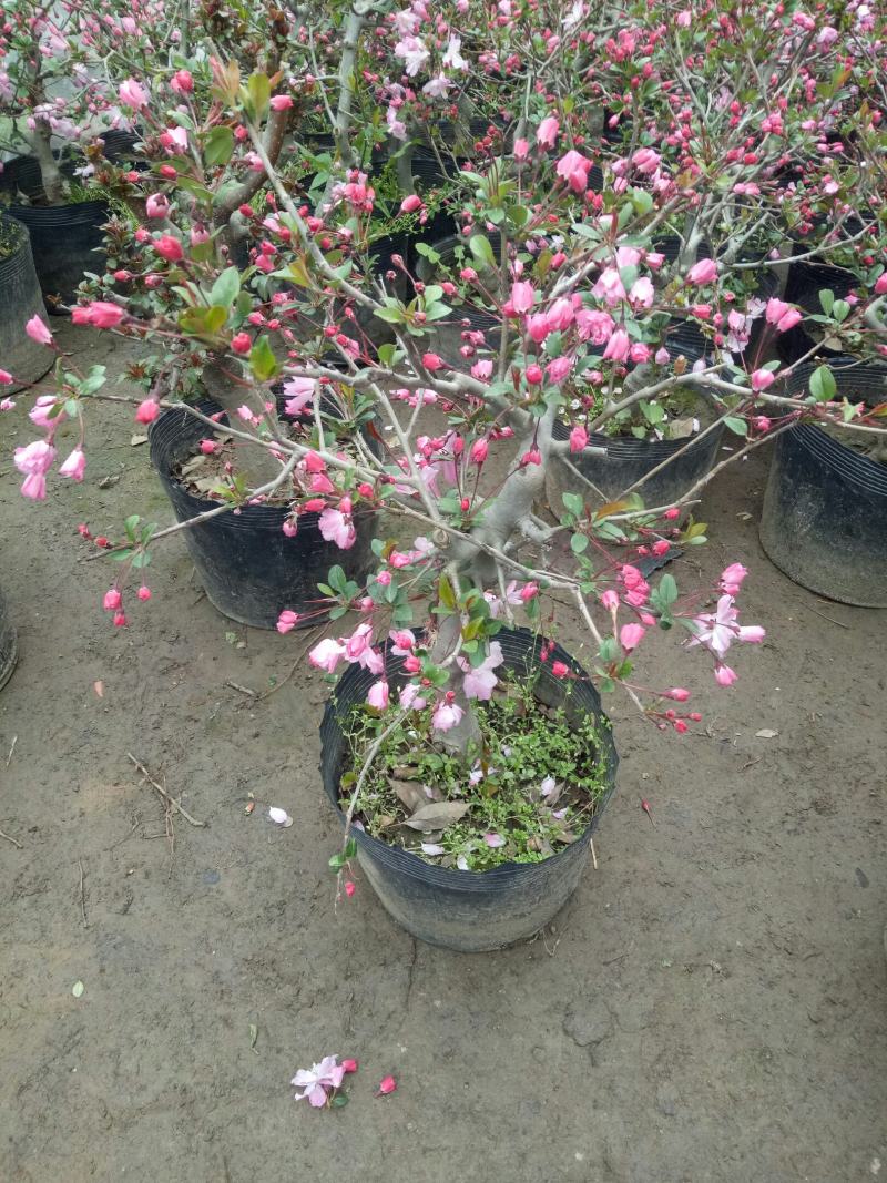 海棠花卉重瓣带花苞盆栽耐寒好养四季开花室内外绿植物盆景