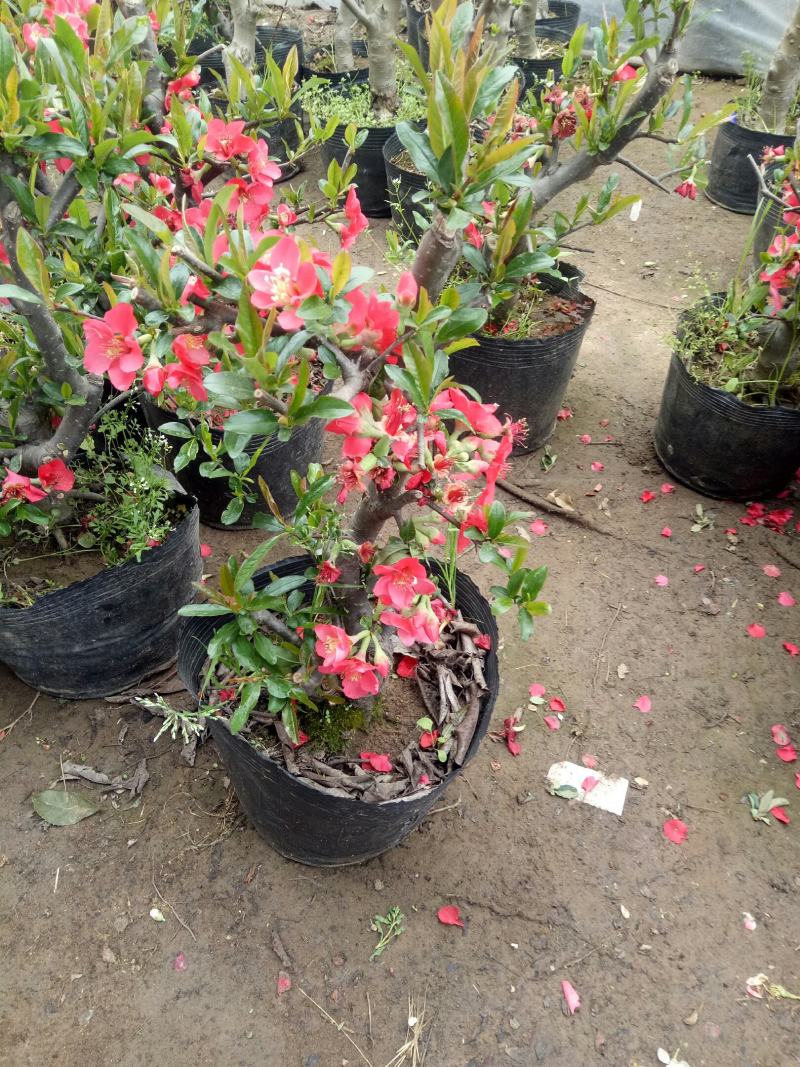 海棠花卉重瓣带花苞盆栽耐寒好养四季开花室内外绿植物盆景