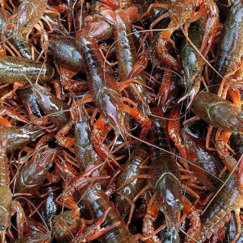 小龙虾，湖北潜江小龙虾，淡水养殖，个头大，肉质鲜美全国发