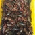 包邮潜江小龙虾，淡水养殖，现捕现发，货源充足，承接电商