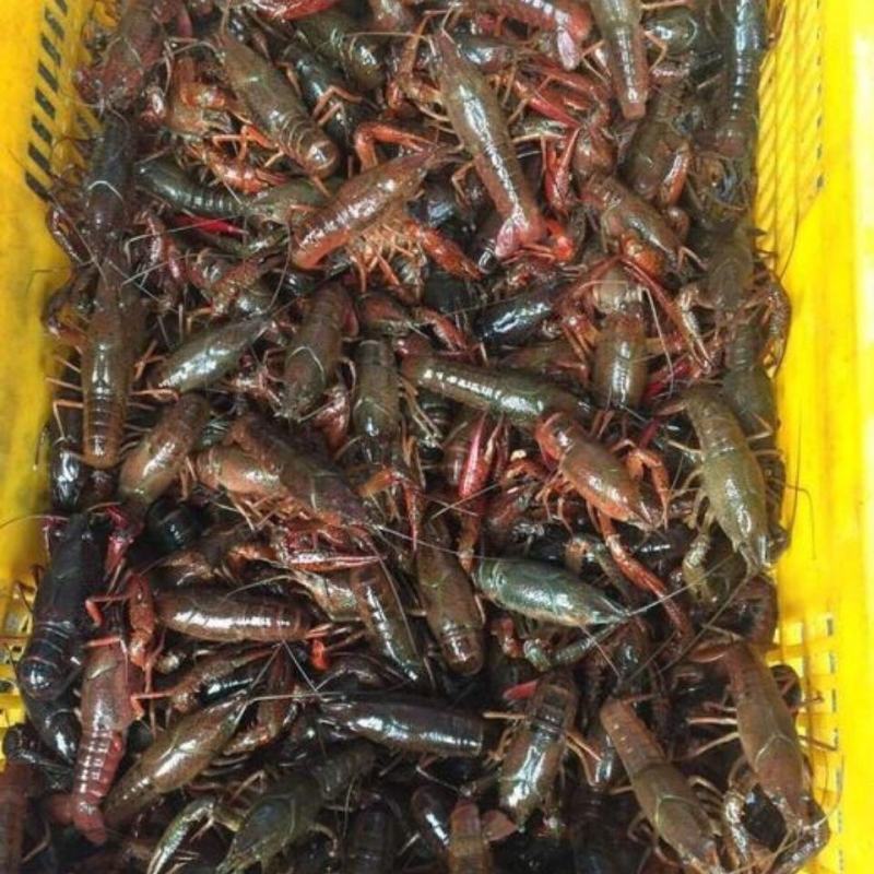 包邮潜江小龙虾，淡水养殖，现捕现发，货源充足，承接电商