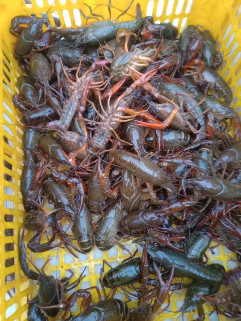 包邮潜江小龙虾，淡水养殖，现捕现发，货源充足，承接电商