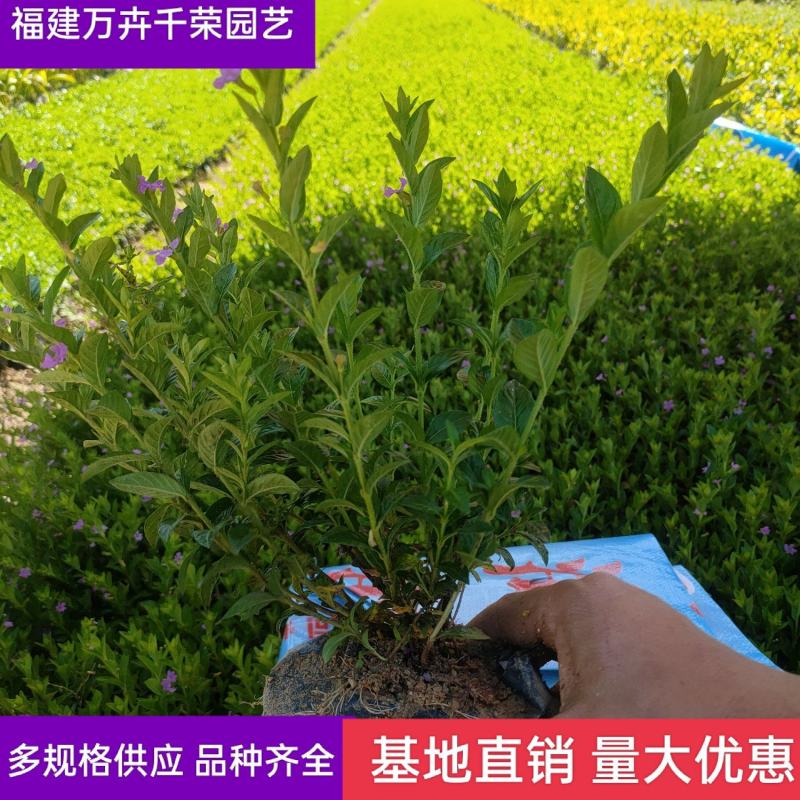 满天星孔雀梅萼距花基地直批量大从优五斤袋七斤袋