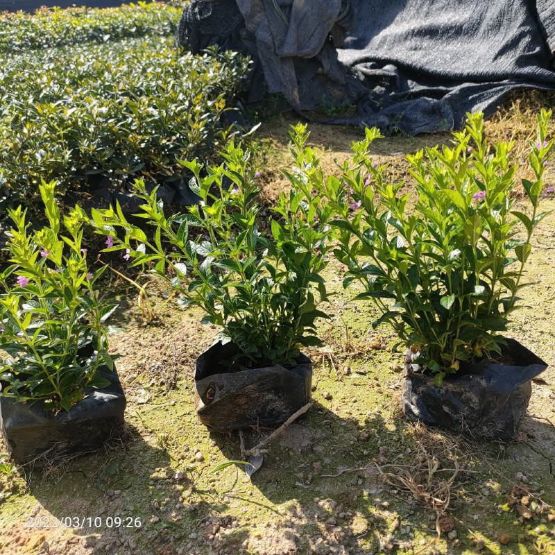 满天星孔雀梅萼距花基地直批量大从优五斤袋七斤袋