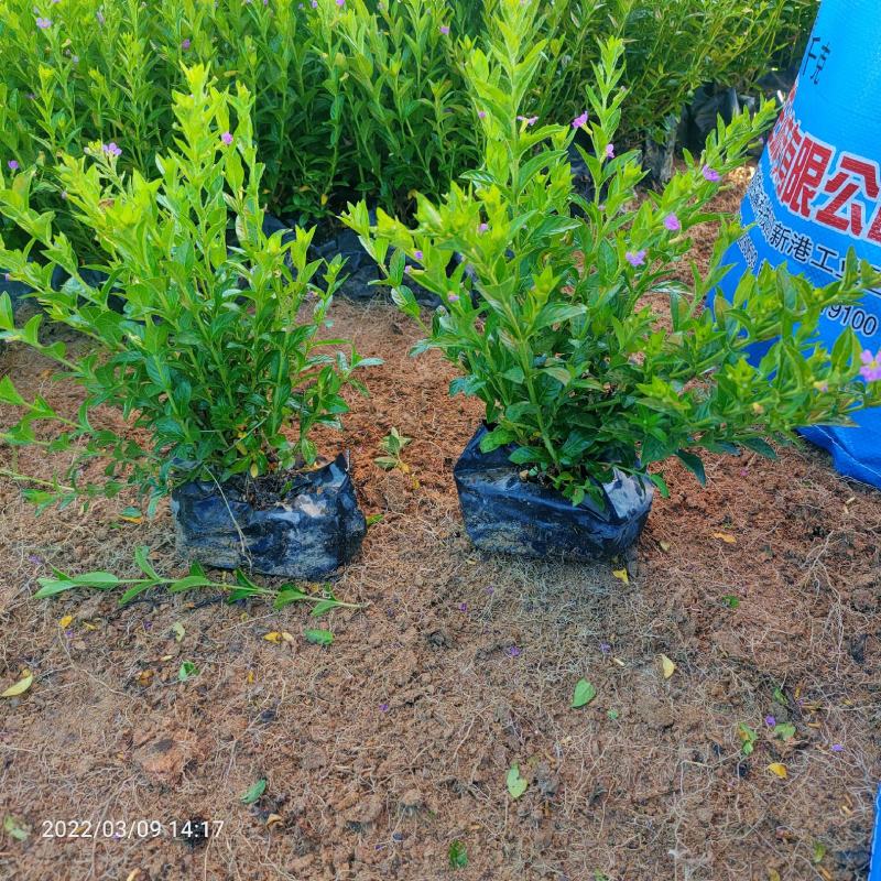 满天星孔雀梅萼距花基地直批量大从优五斤袋七斤袋