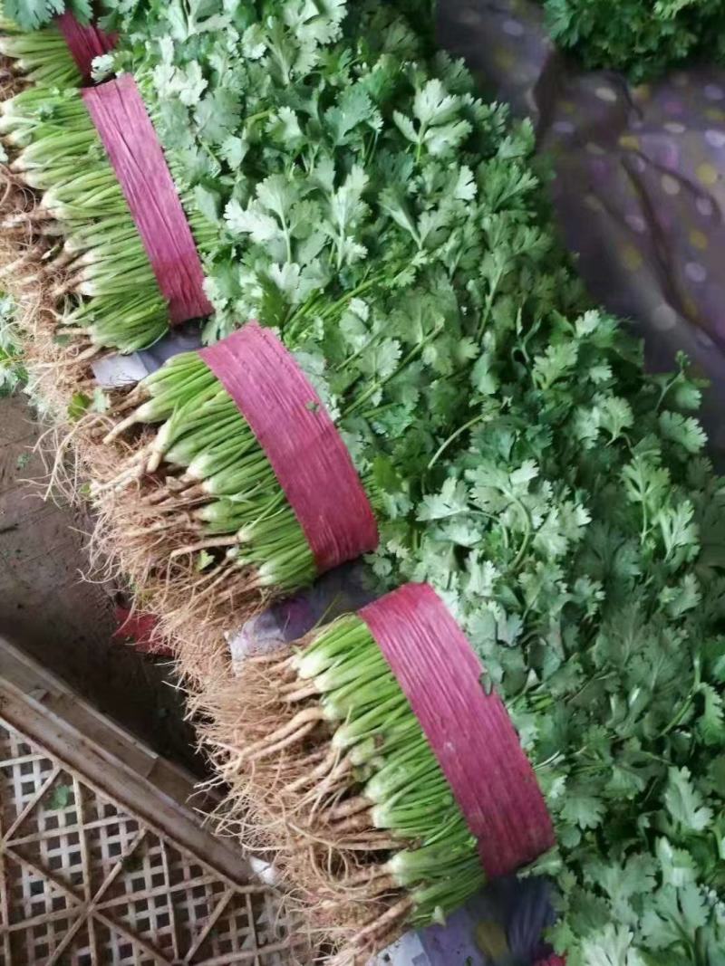 精品大叶香菜大量上市，价格便宜质量保证产地直供来电洽谈
