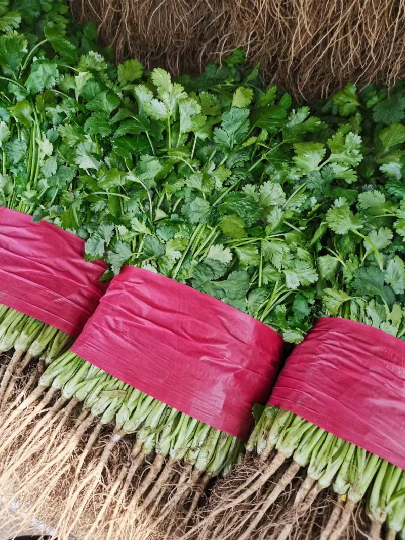 精品大叶香菜大量上市，价格便宜质量保证产地直供来电洽谈