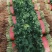 精品大叶香菜大量上市，价格便宜质量保证产地直供来电洽谈